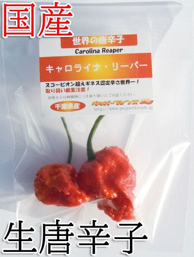 【冷蔵便】国産　生 キャロライナ・リーパー(レッド)　10g　生鮮品